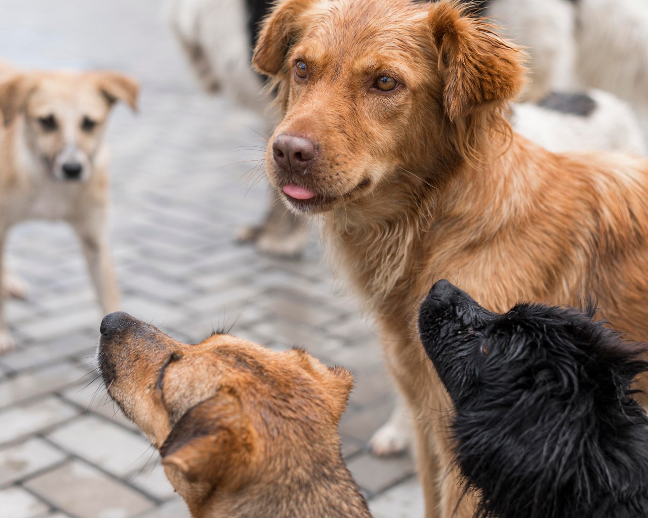O programa "Conheça seu amigo"  ajuda os municípios a gerirem a população animal, estimula a responsabilidade dos tutores e subsidia políticas públicas baseadas em dados