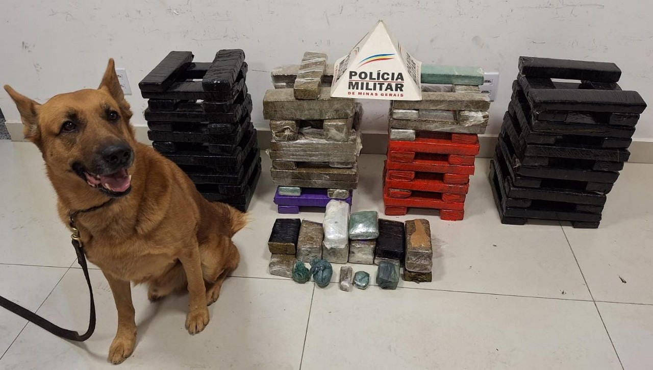 Lion, cão da PM, ajuda a encontrar 120 kg de maconha