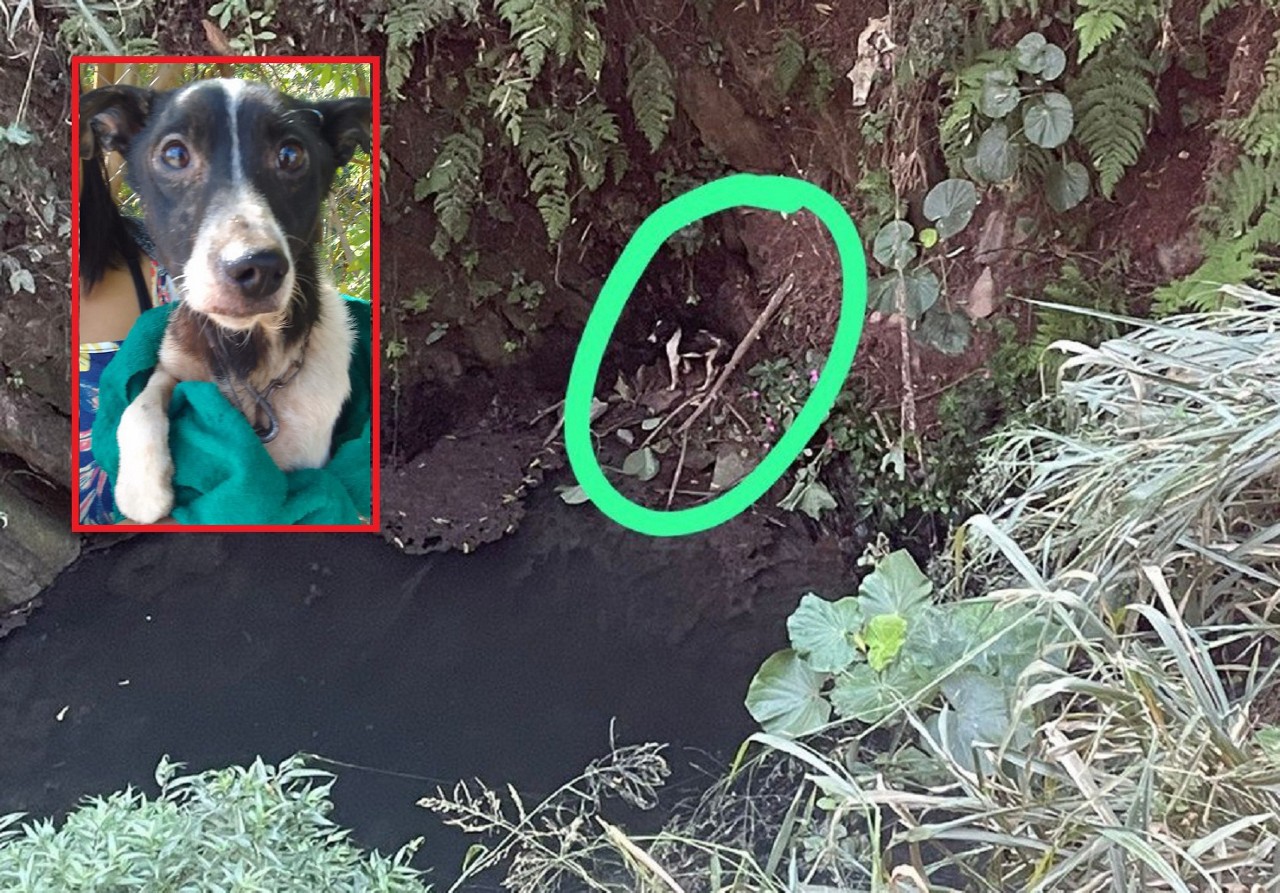 O cãozinho ficou três dias preso em local de difícil acesso