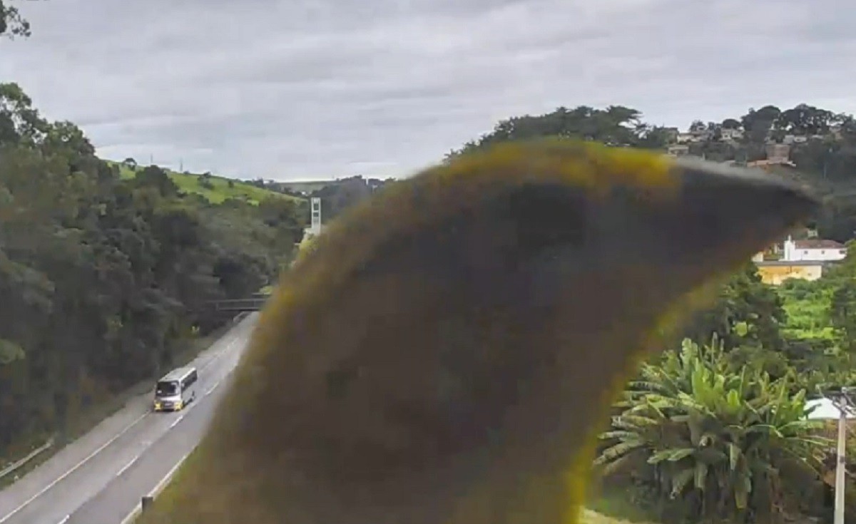 Vídeos mostram as aves se exibindo em frente às câmeras