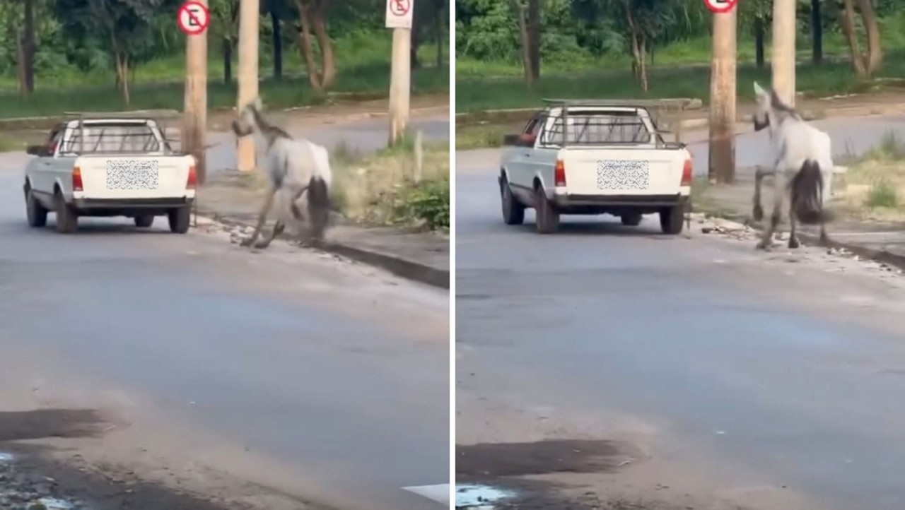 Crime pode ser compreendido como maus-tratos aos animais
