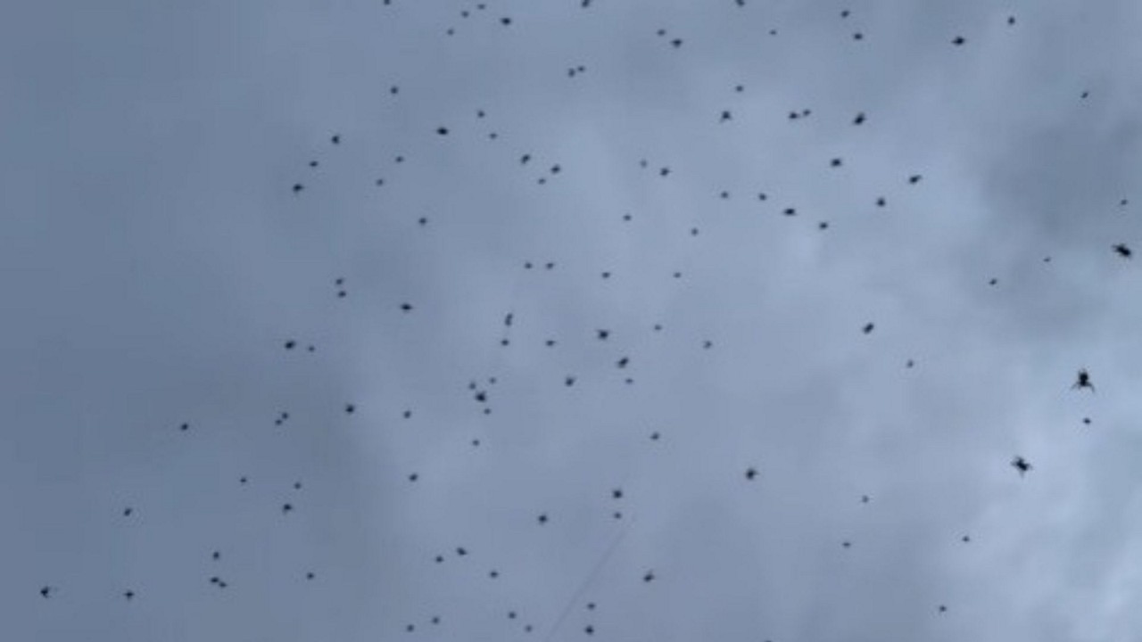 Bióloga afirma que as aranhas não são letais
