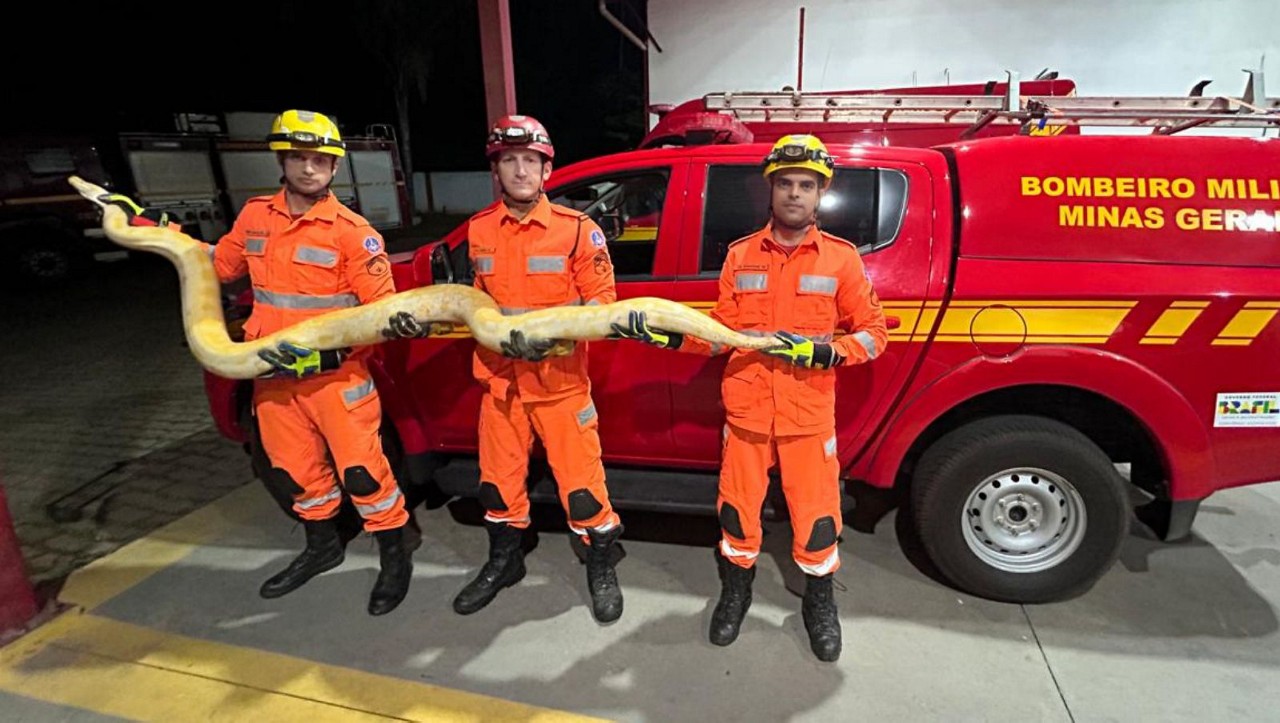 Serpente foi capturada pelos bombeiros na noite desta sexta-feira (30 de maio)