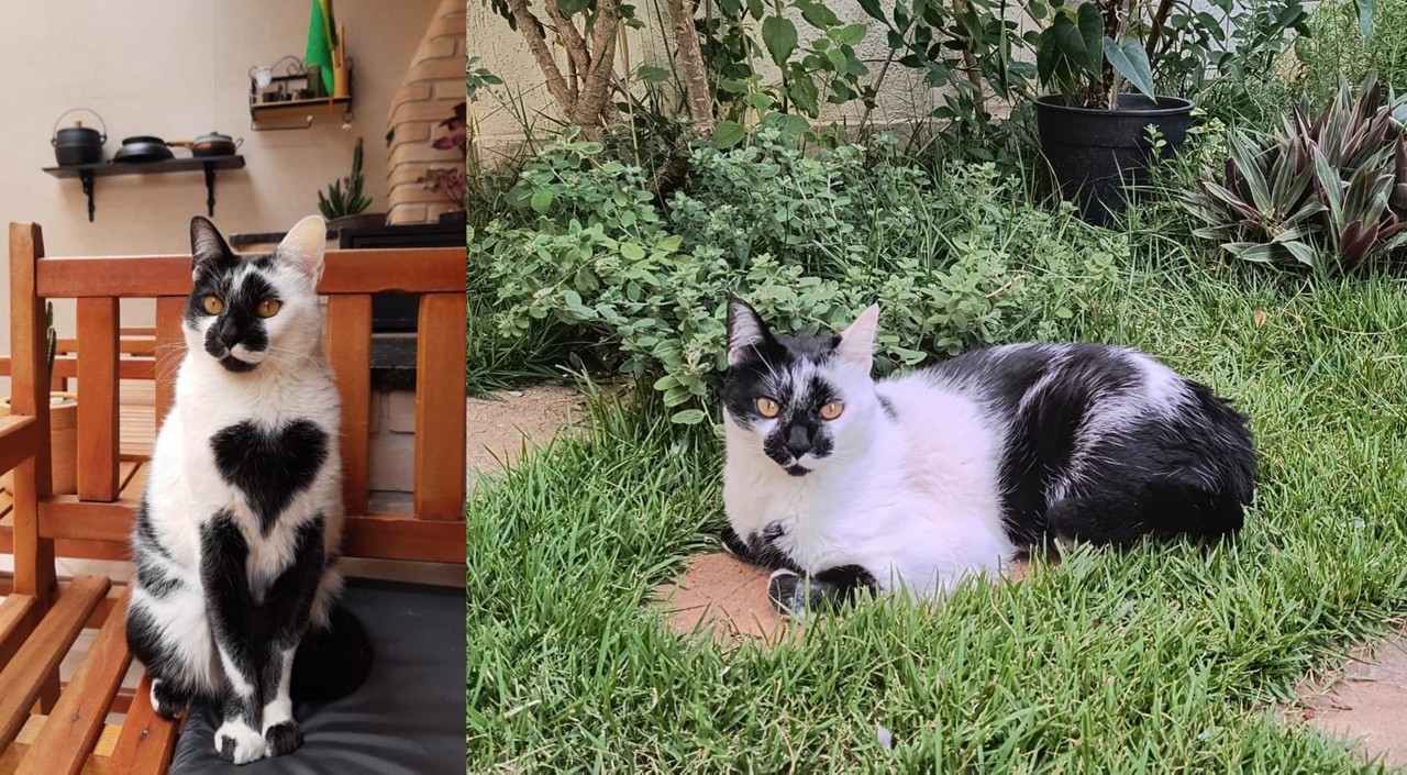 Thor, gatinho de Lagoa Santa, ganhou o concurso de gato mais bontito do Brasil em 2025