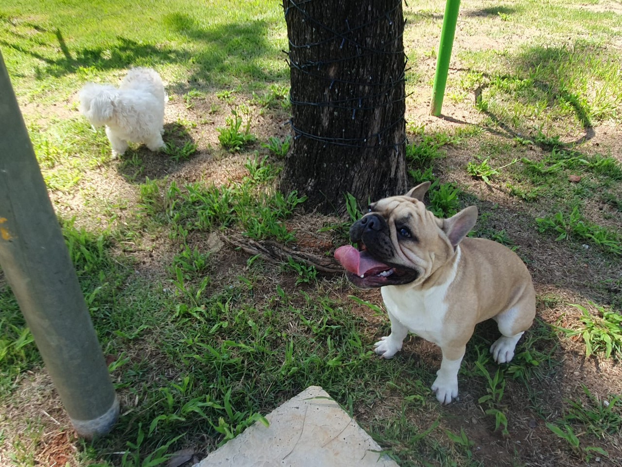 Parcão está localizado na praça da Glória 