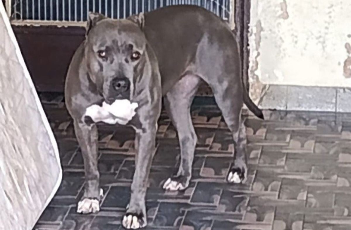 Corpo de Bombeiros foi acionado após tentativa de ataque de pitbull 