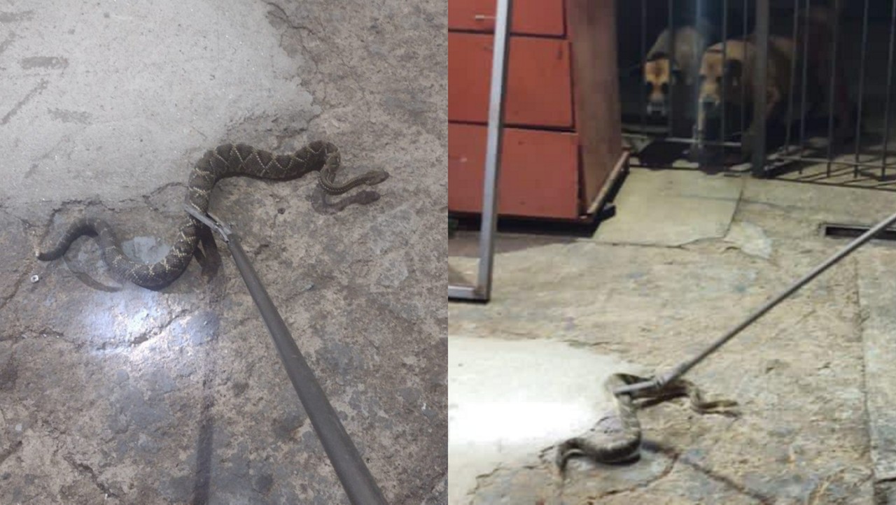 Cachorros ficaram presos até o recolhimento da serpente