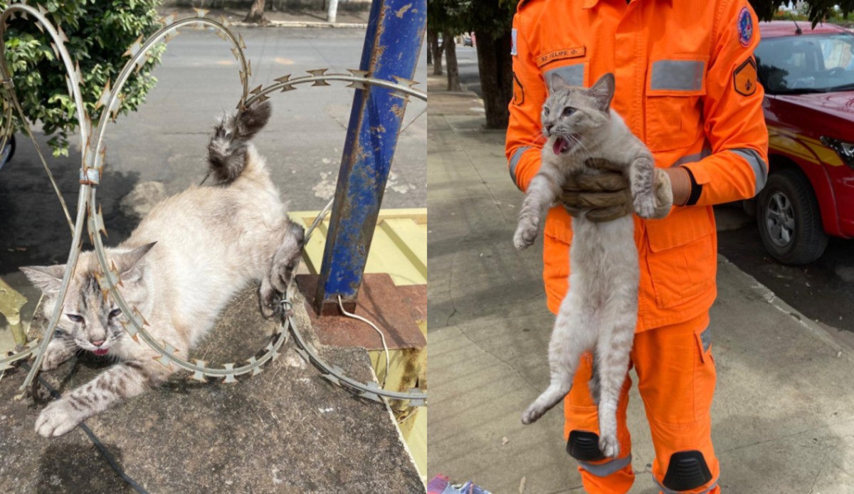 O gato ficou preso na estrutura cortante em cima do muro