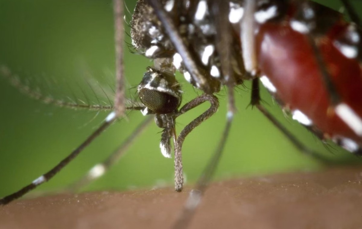 Aedes aegypti é o transmissor do zika vírus