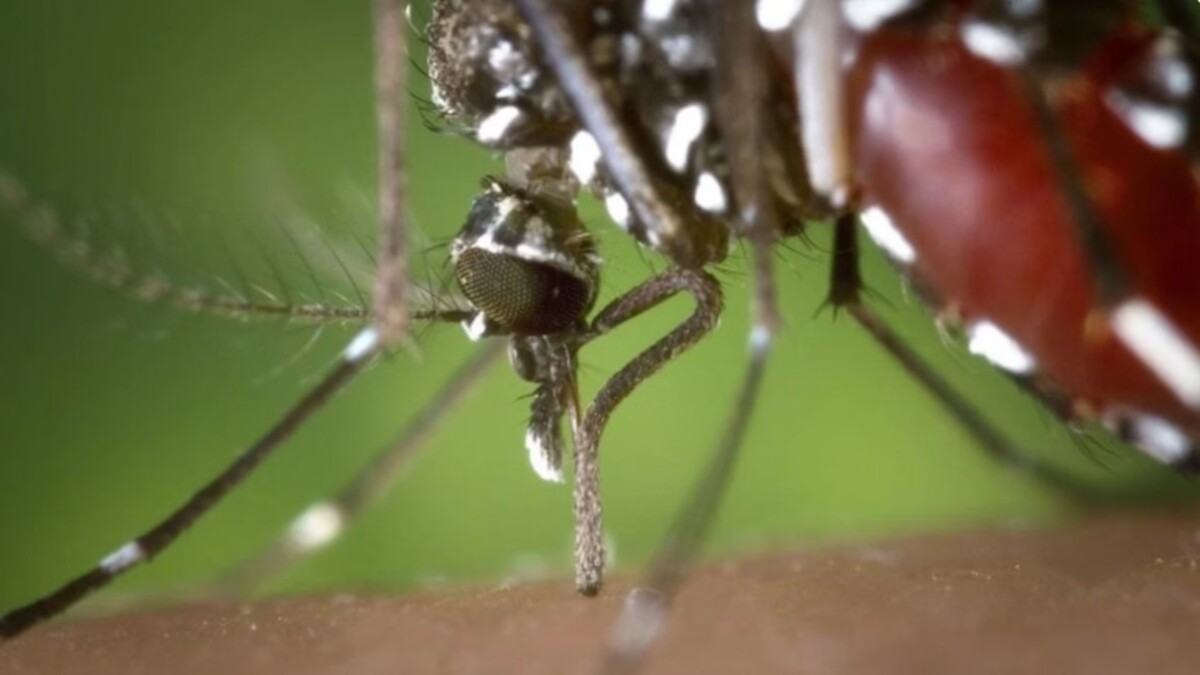 Anvisa aprova primeira vacina de dose única brasileira contra dengue do mundo