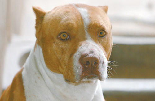 Imagem ilustrativa de um cão da raça pitbull