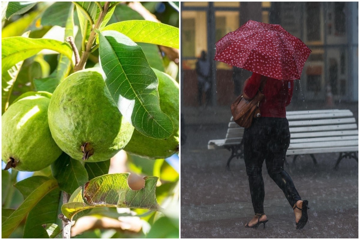 Enchente das goiabas marca o fim do verão