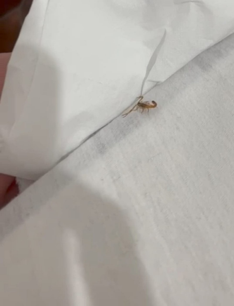 Um vídeo divulgado nas redes sociais mostra um escorpião sendo capturado com pedaço de papel