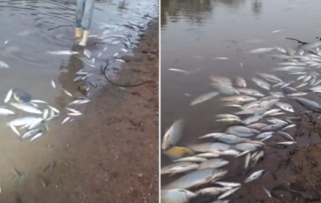 Peixes foram encontrados mortos no rio Paraopeba, em Esmeraldas