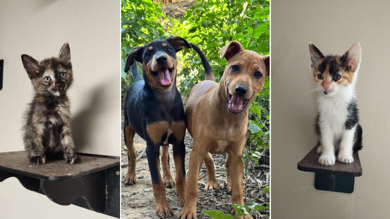 Entre os candidatos à adoção estão filhotes vítimas de atropelamento e abandonados em lotes vagos 