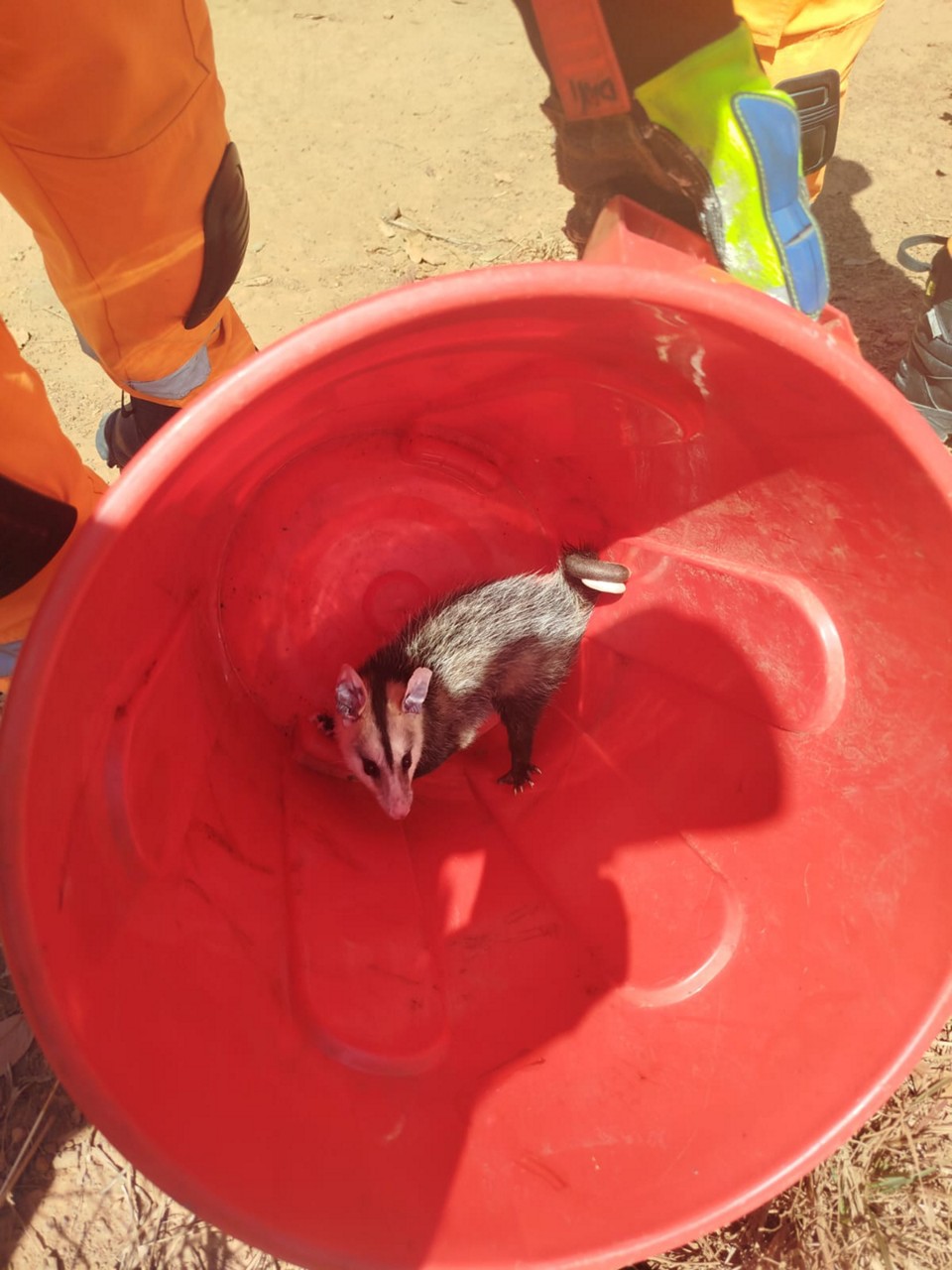 O animal estava em uma prateleira, atrás de engradados de bebidas