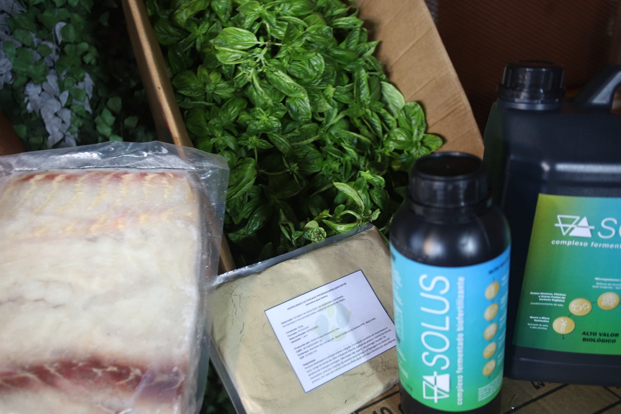 Startup de Betim aposta no cultivo integrado, produzindo tilápias, manjericão e biofertilizante com emissão zero