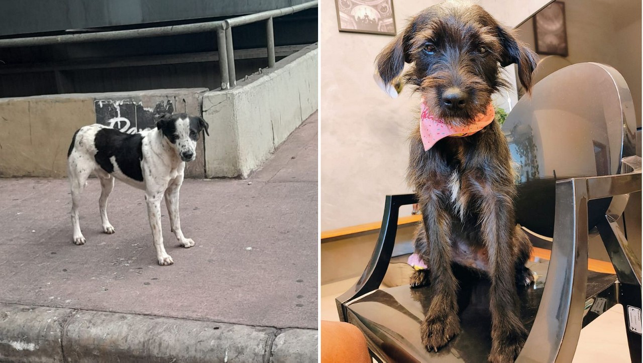 O cão Sansão e a cadela Fiapa foram os únicos dos seis animais encontrados entre aqueles que ficavam na mata do Hospital da Baleia