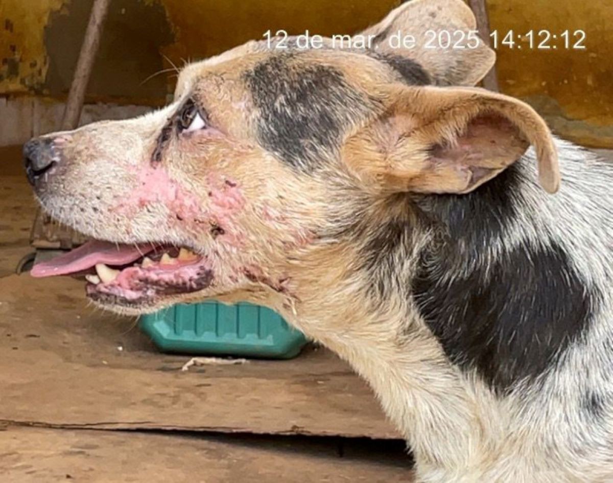 PCMG encontrou cães machucados e exaustos em meio à local insalubre