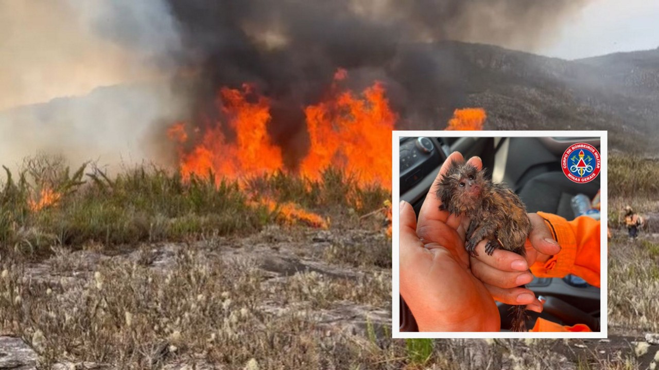 Filhote de mico foi encontrado em situação debilitada de saúde, durante um incêndio no Parque Estadual do Pau Furado