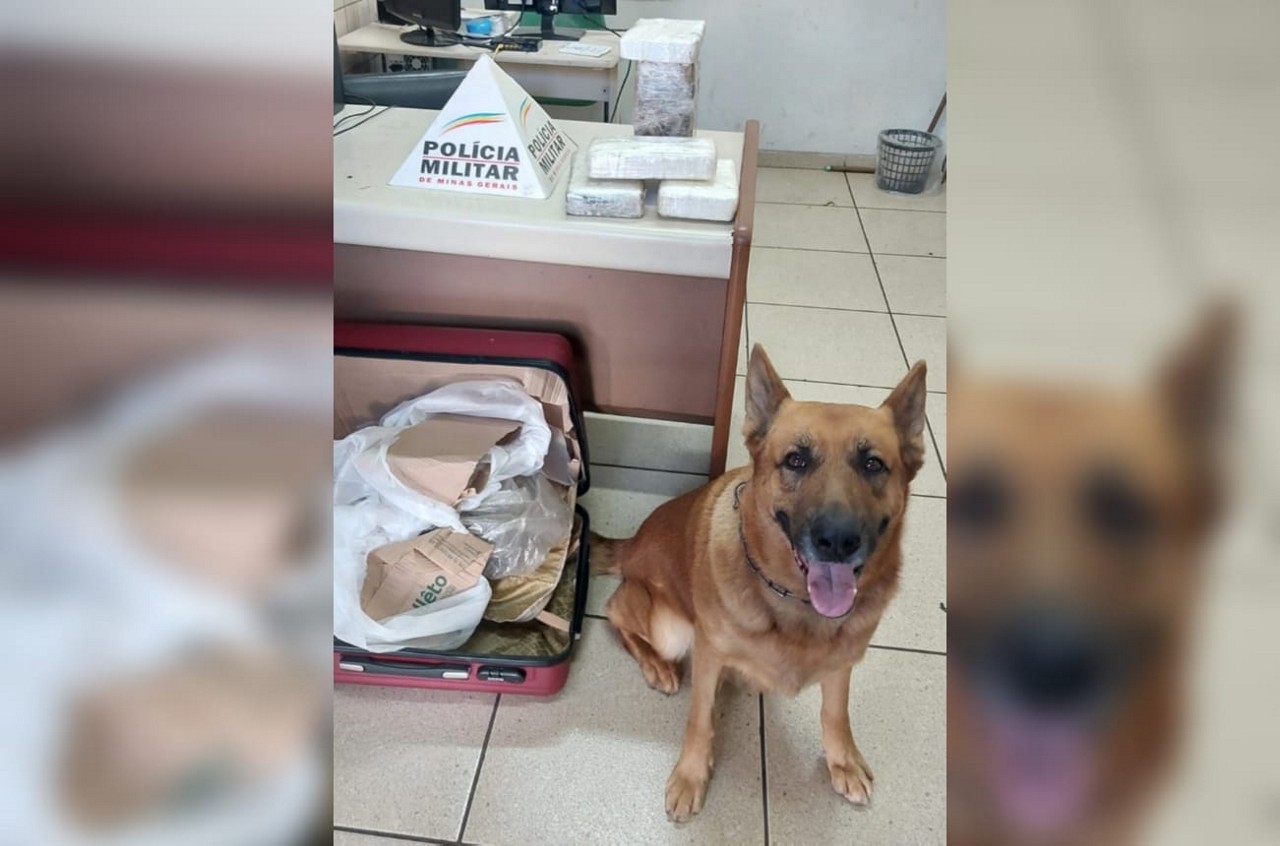 Cão Lion, da PM, encontrou cocaína em mala em Ipatinga