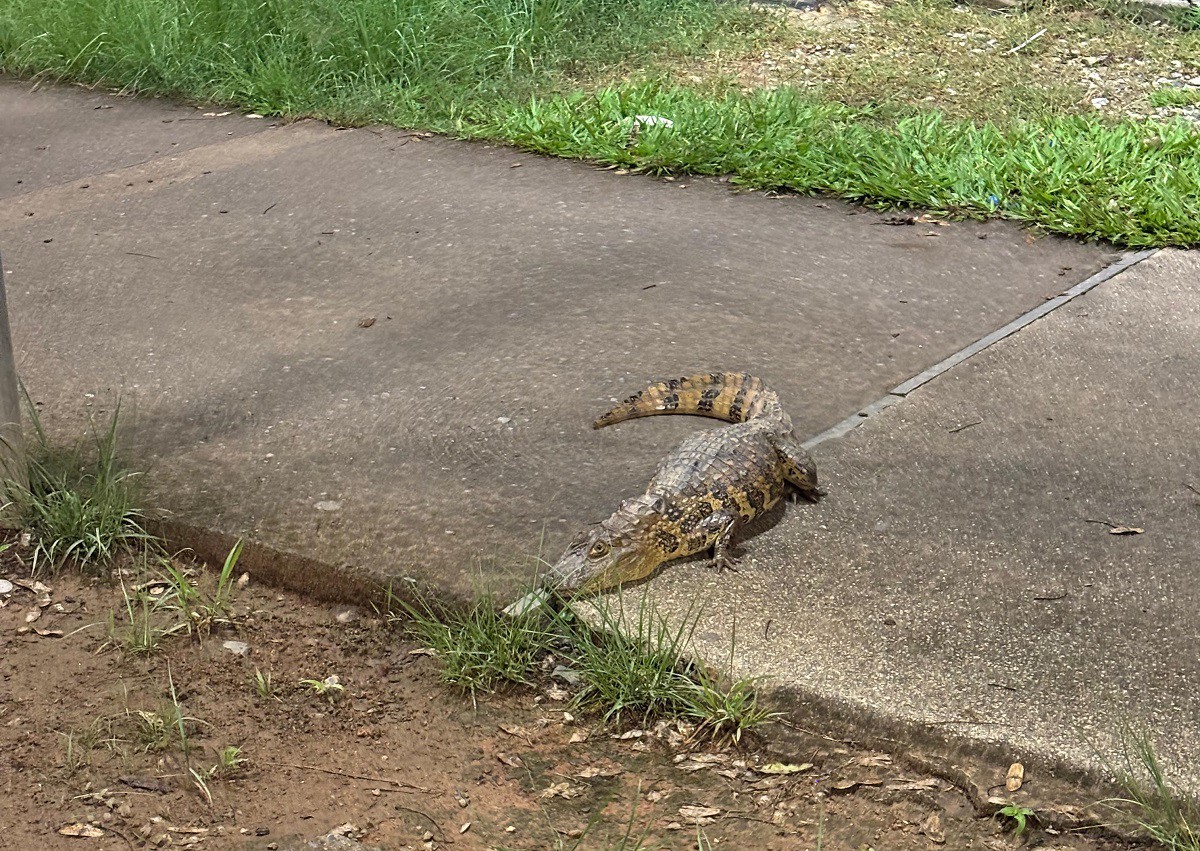 Foto mostra que o animal descansava bem no meio da pista de corrida da Pampulha