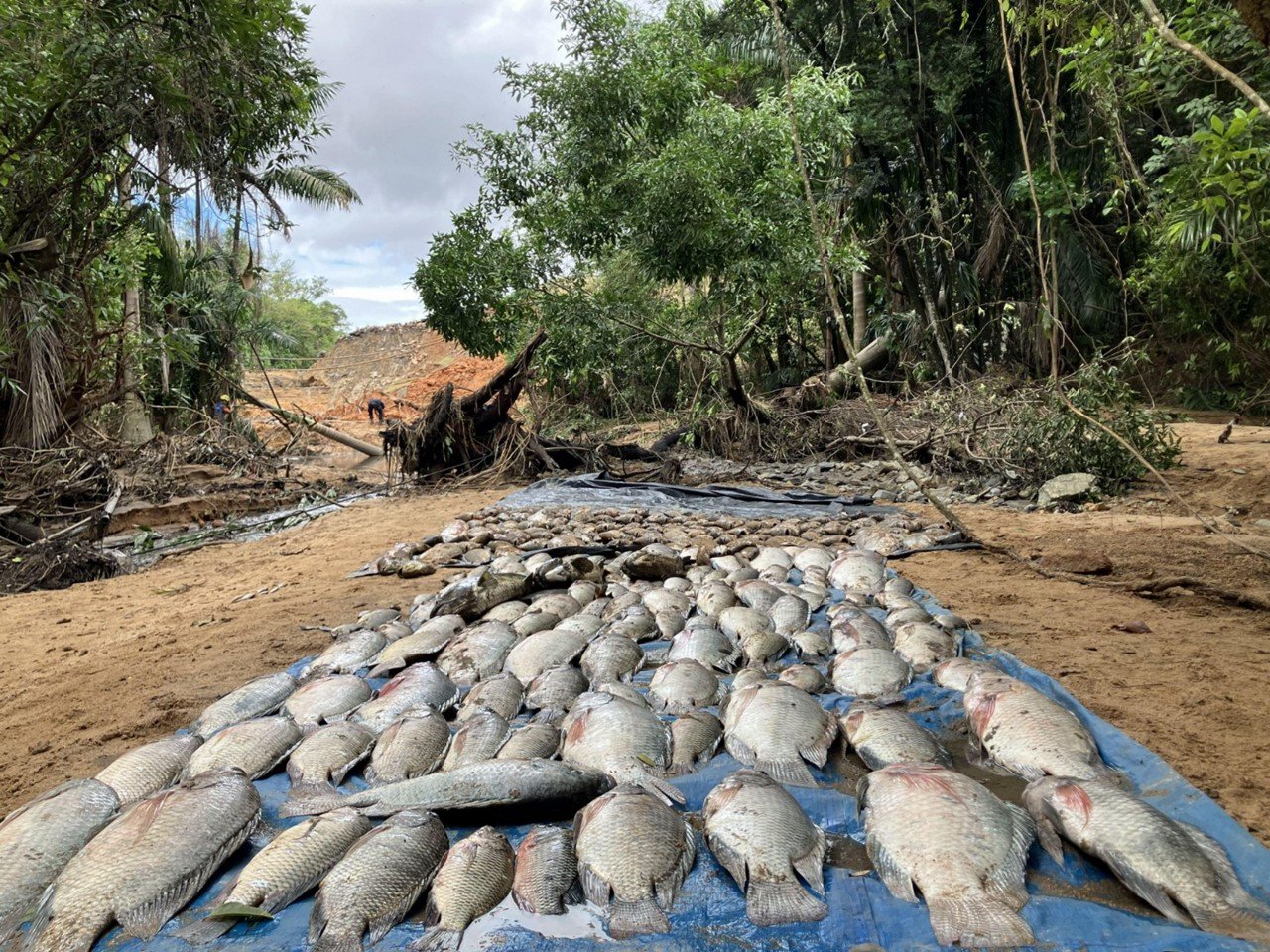 459 peixes foram resgatados