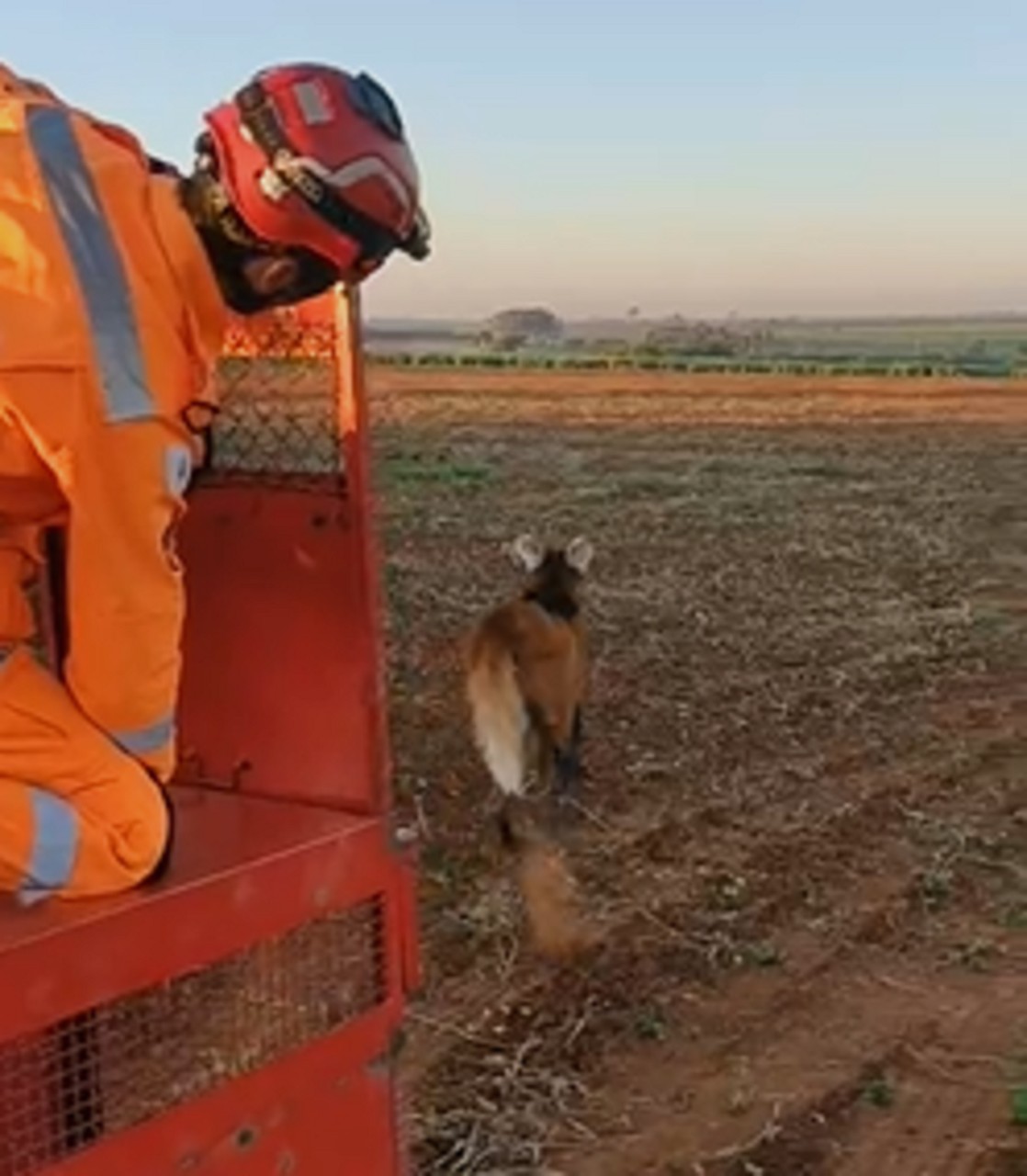 Animal foi solto sem ferimentos