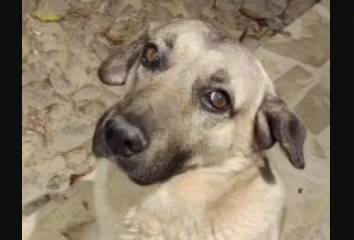Cãozinho Marley é considerado o mascote da cidade