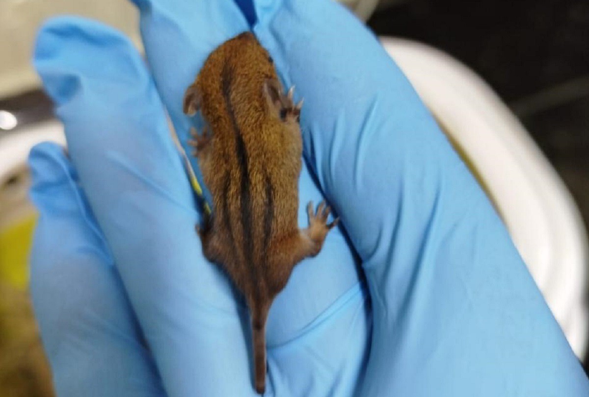 O filhote do animal endêmico no Brasil foi levado para uma clínica veterinária