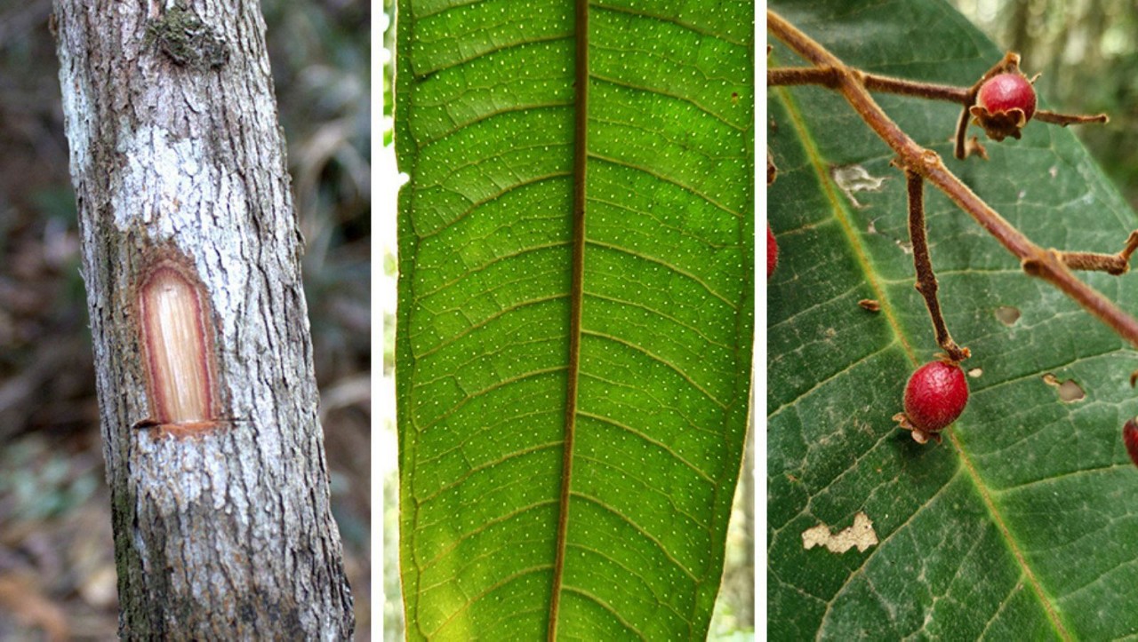 Pesquisadores descobriram nova espécie de árvore em Minas Gerais