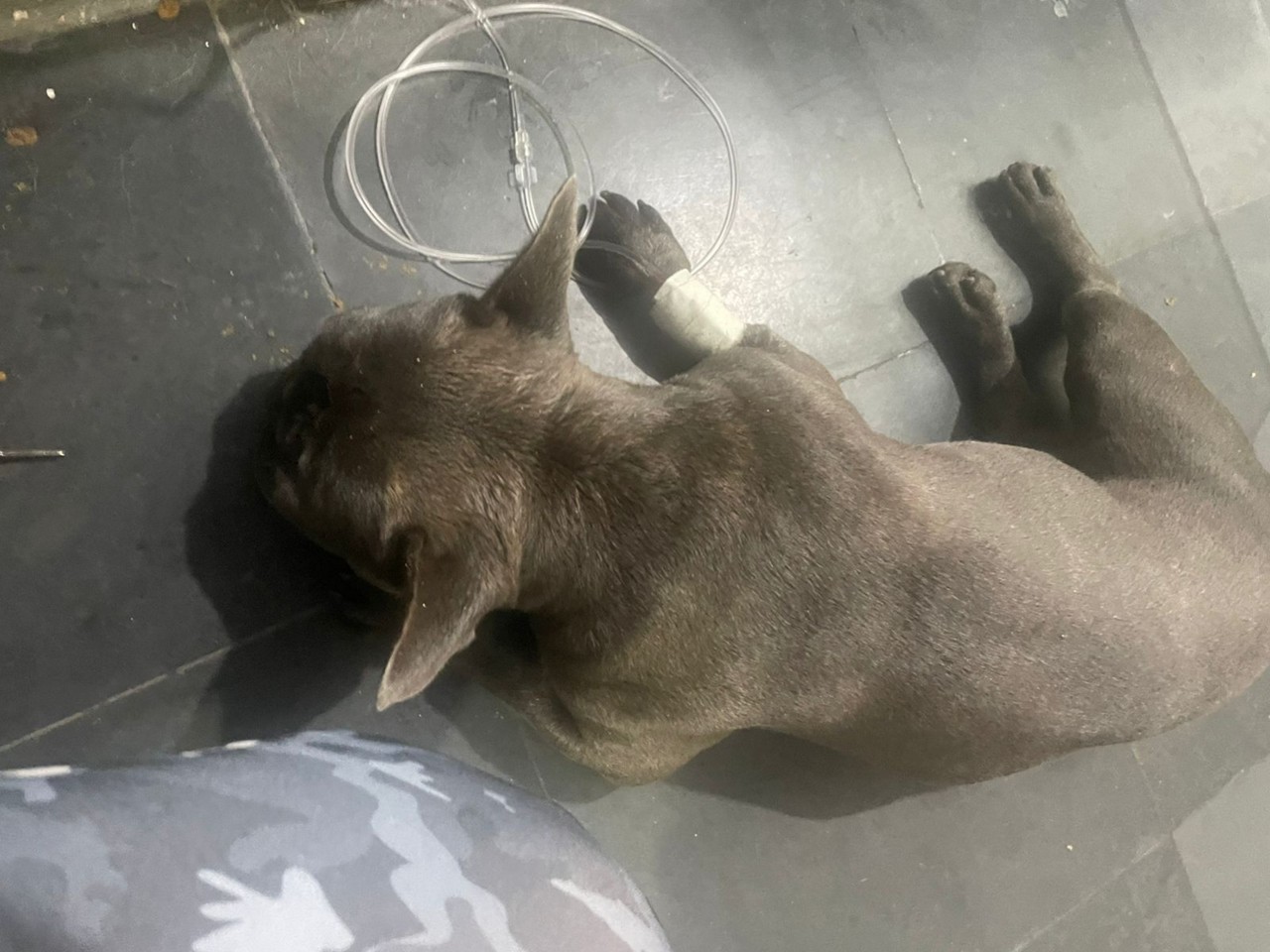 Zeus, da raça buldogue, foi levado ao hospital veterinário com lesões nas patas e convulsionando; apesar dos cuidados, morreu na manhã de domingo (5 de janeiro)
