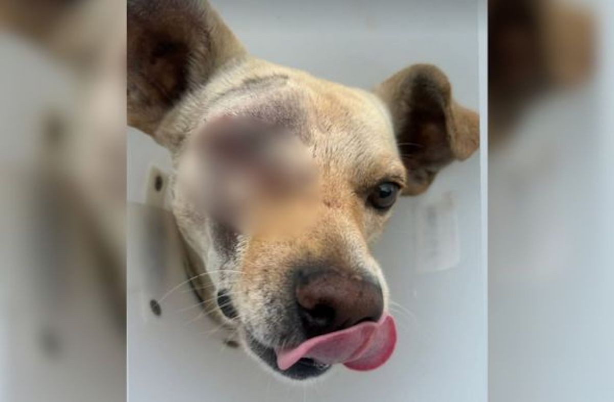 Branquinho, cachorro agredido em Conselheiro Lafaiete, após cuidados médicos