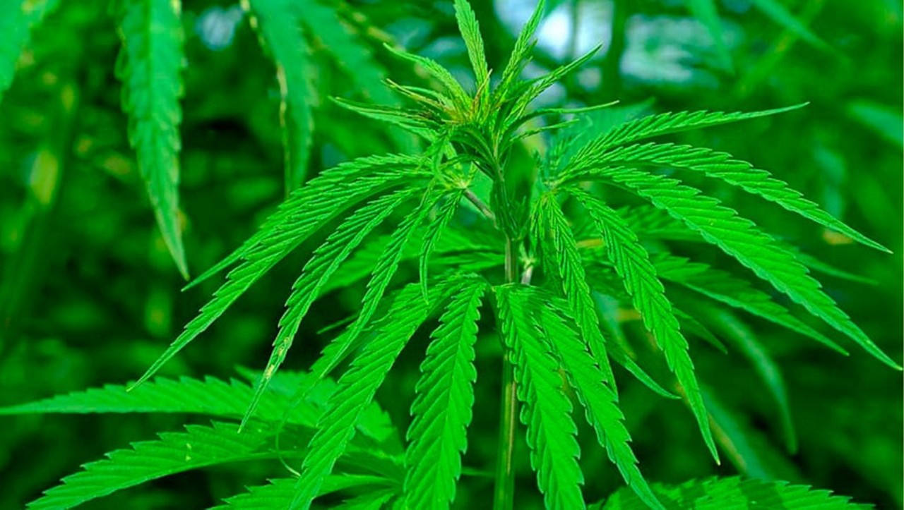 Maconha foi encontrada na casa do suspeito durante uma ação policial