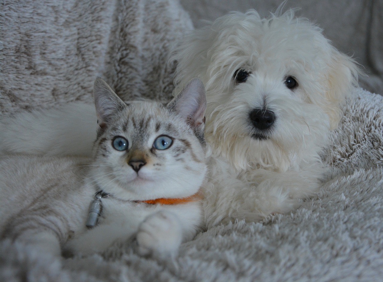 Agora, cães e gatos poderão ter carteira de identidade. O serviço de emissão do documento é gratuito.