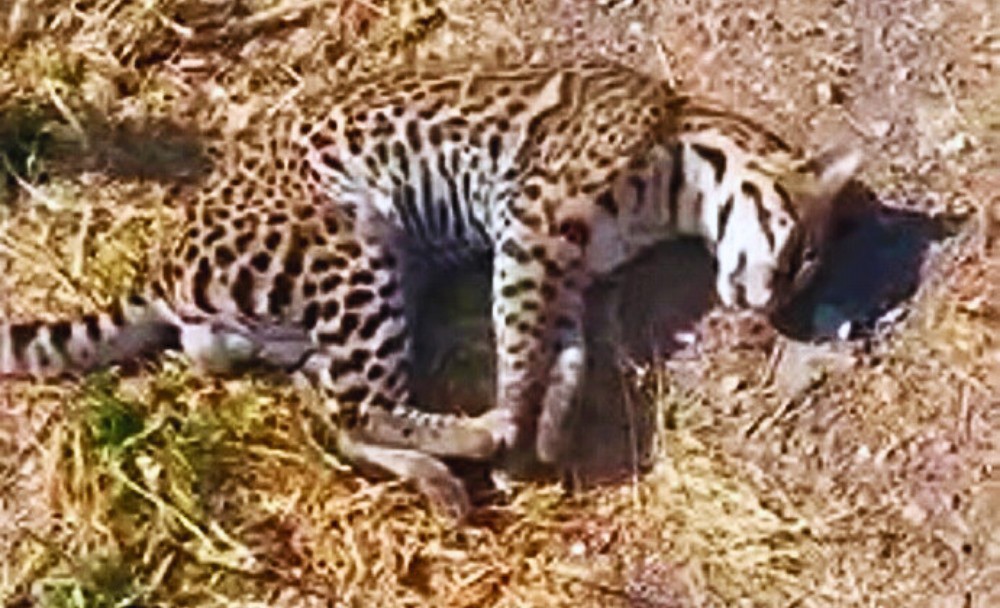 O animal é um macho de aproximadamente 15 kg