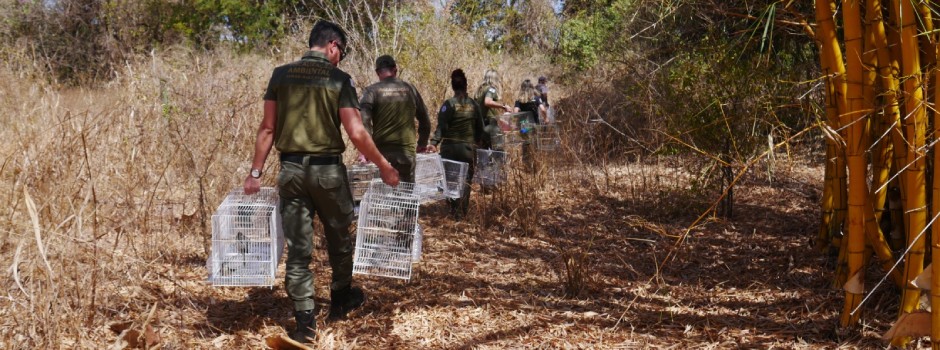 O objetivo principal foi combater a criação irregular de aves silvestres 