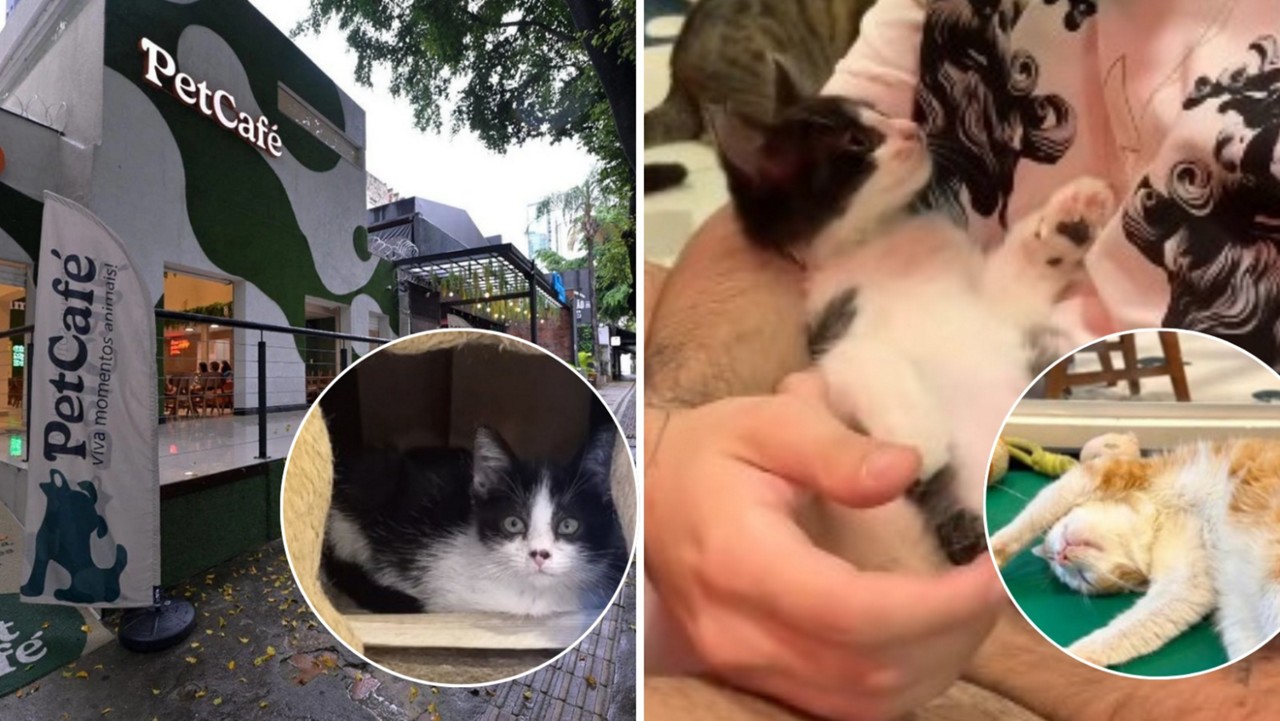 A cafeteria na Savassi é pet friendly e tem PetPlace de felinos