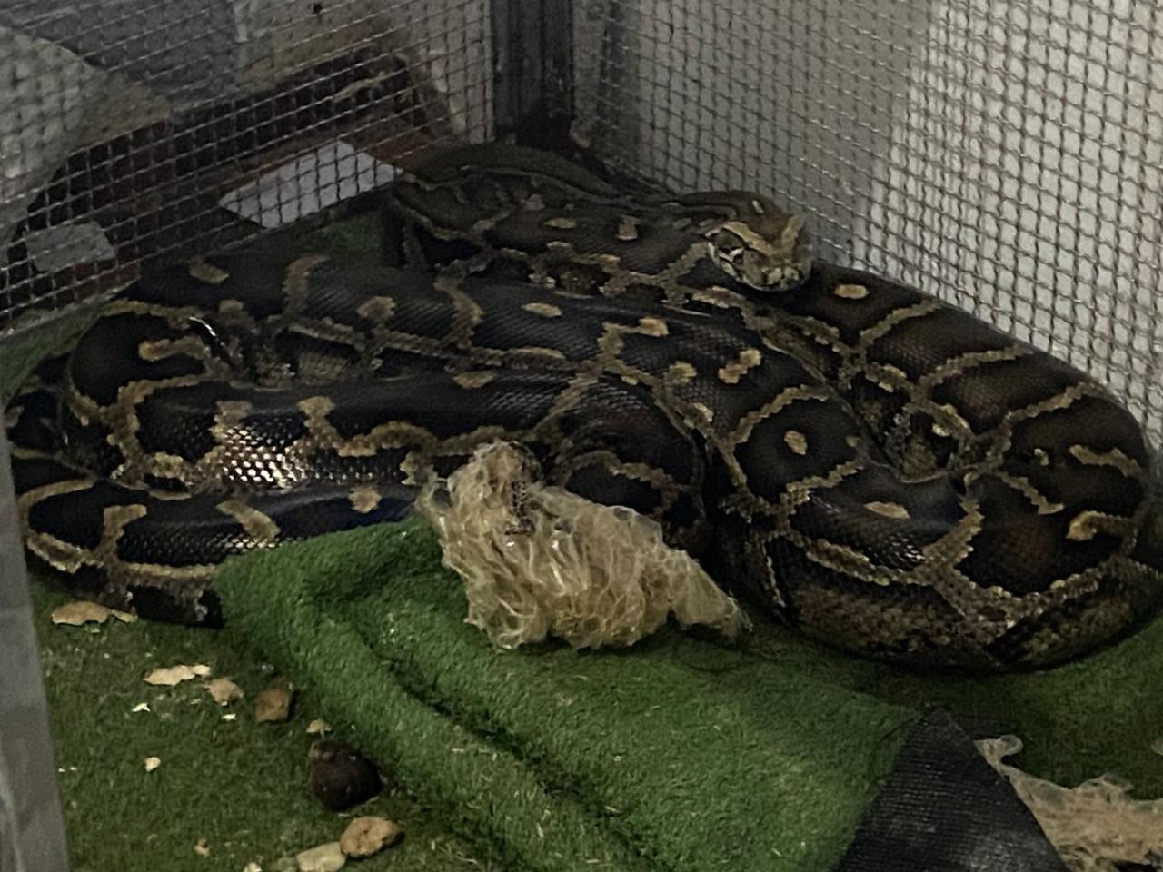 Animal apreendido durante a operação da Polícia Federal em Santa Luzia