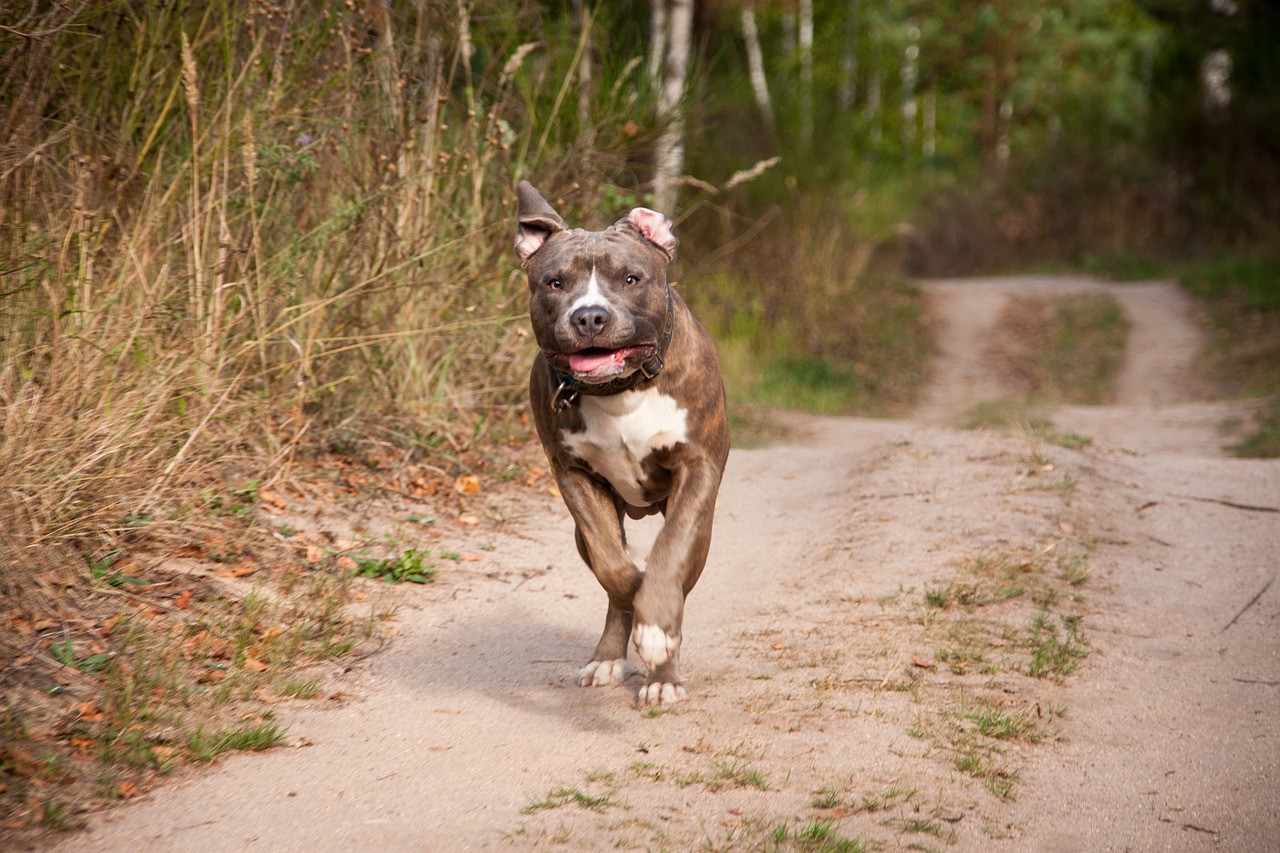 Foto ilustrativa mostra cão da raça pitbull correndo
