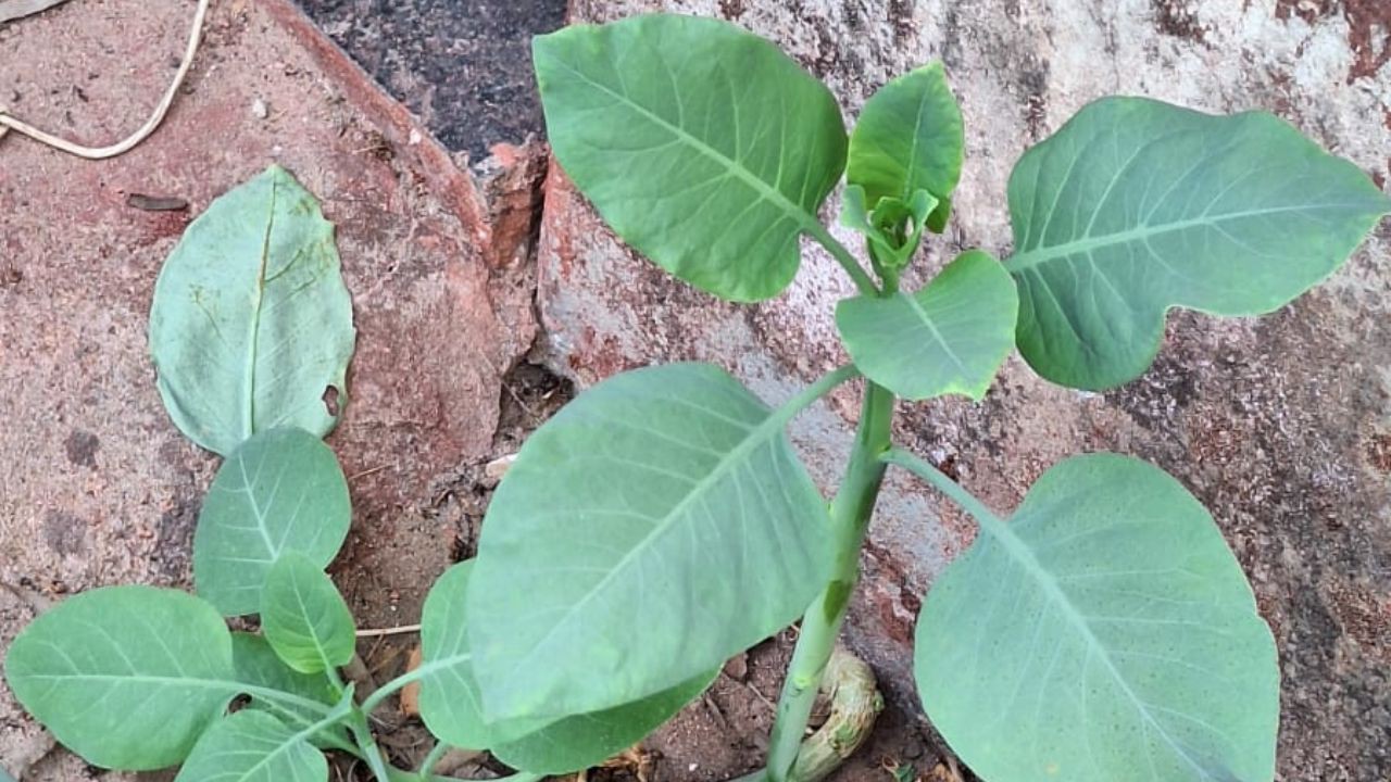 A planta venenosa é popularmente conhecida como “falsa couve”, “charuteira” ou “couve-do-mato”