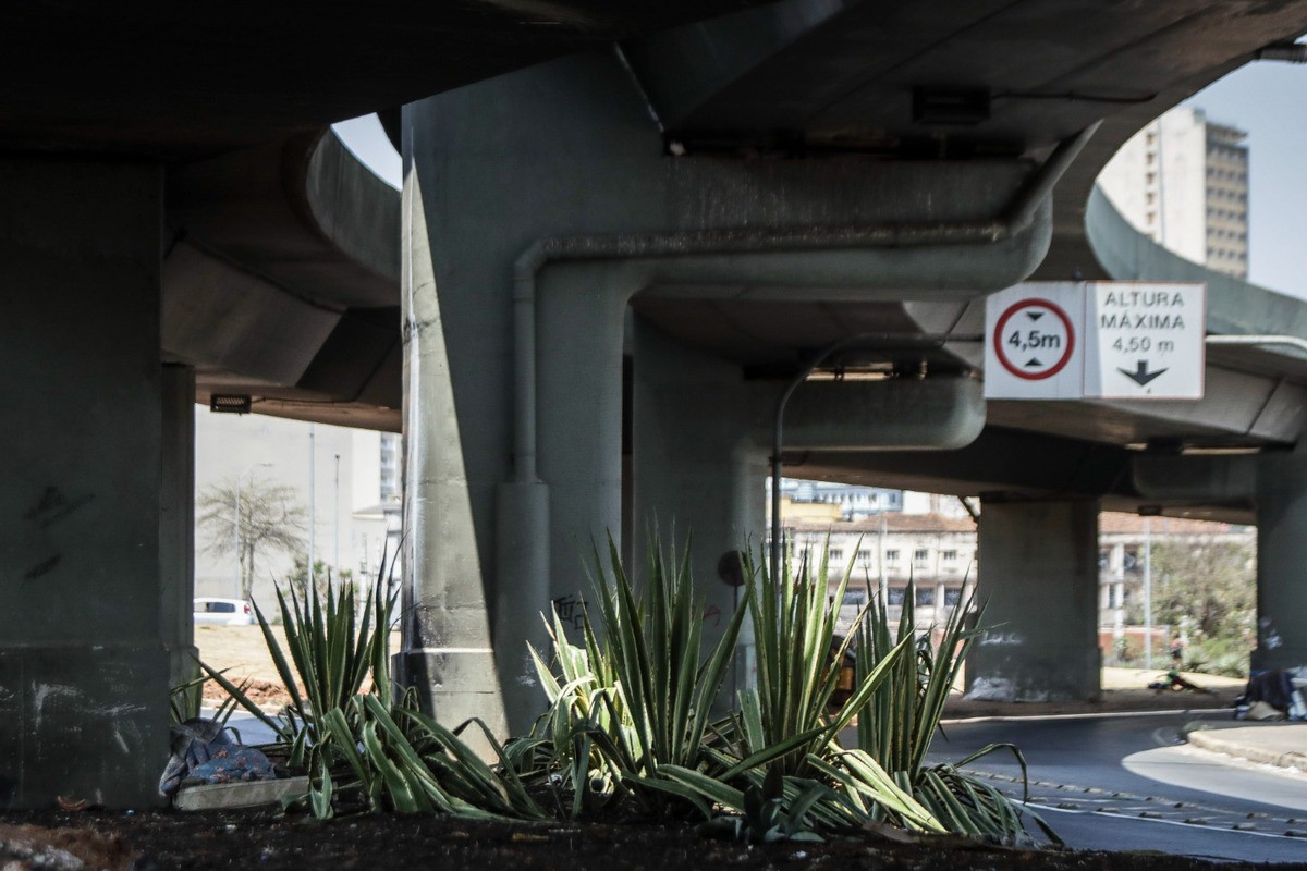 Espécies de plantas variadas estão sendo colocadas debaixo de viaduto na Lagoinha, em BH