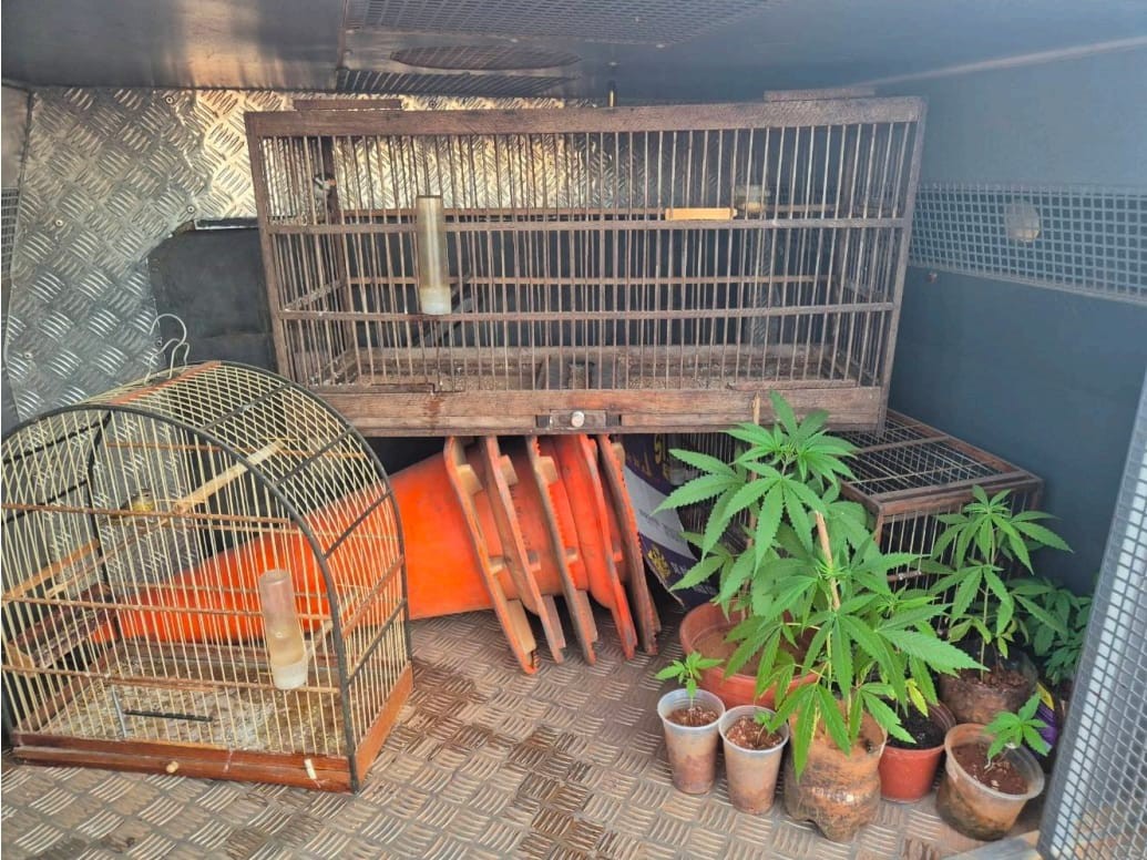 No imóvel os militares também apreenderam três aves silvestres presas em gaiolas; os animais foram encaminhados para Polícia Militar de Meio Ambiente