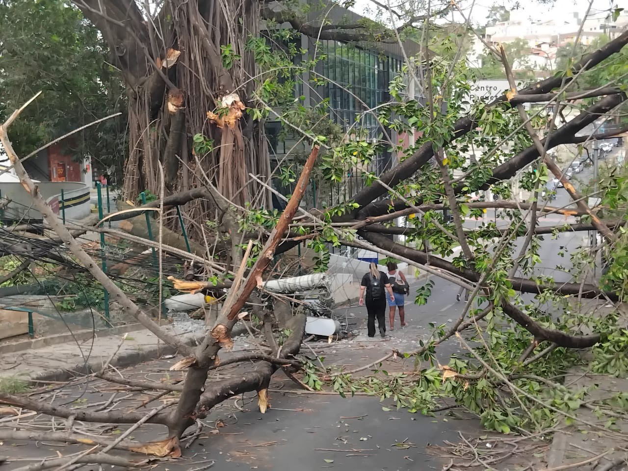 Galho de árvore de grande porte derruba poste no bairro Ouro Preto, em BH