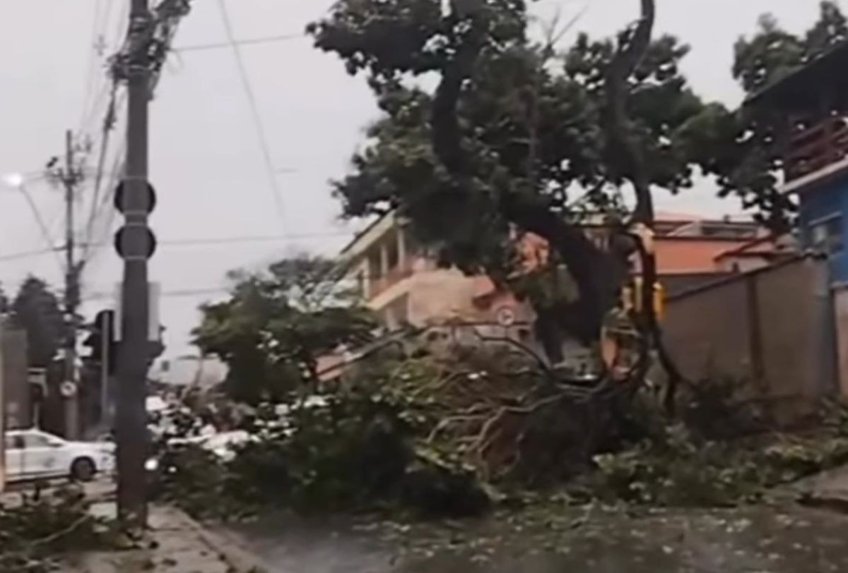 Apenas na regional Barreiro, foram seis quedas de árvore 