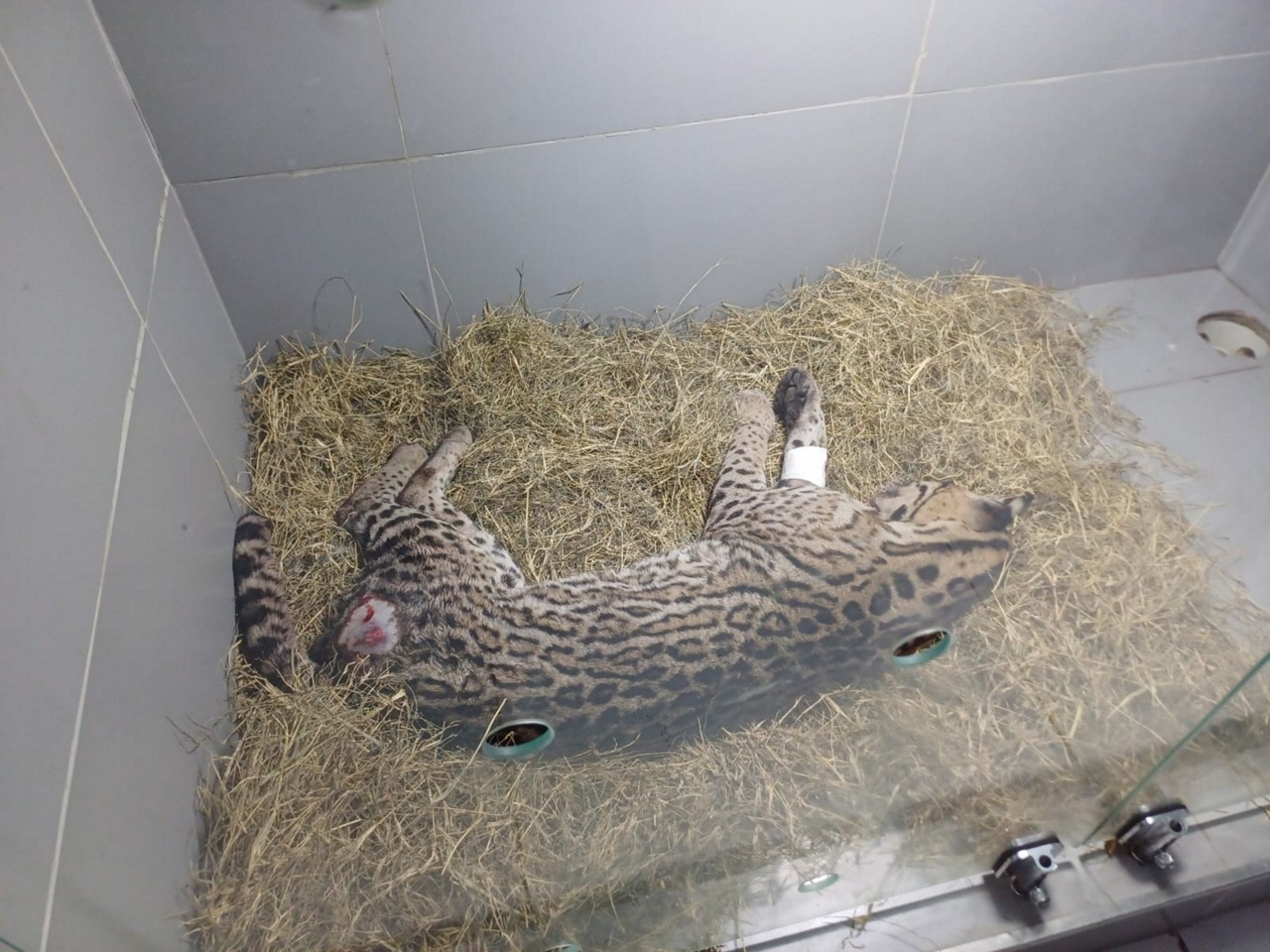 O animal foi deixado aos cuidados de uma médica veterinária