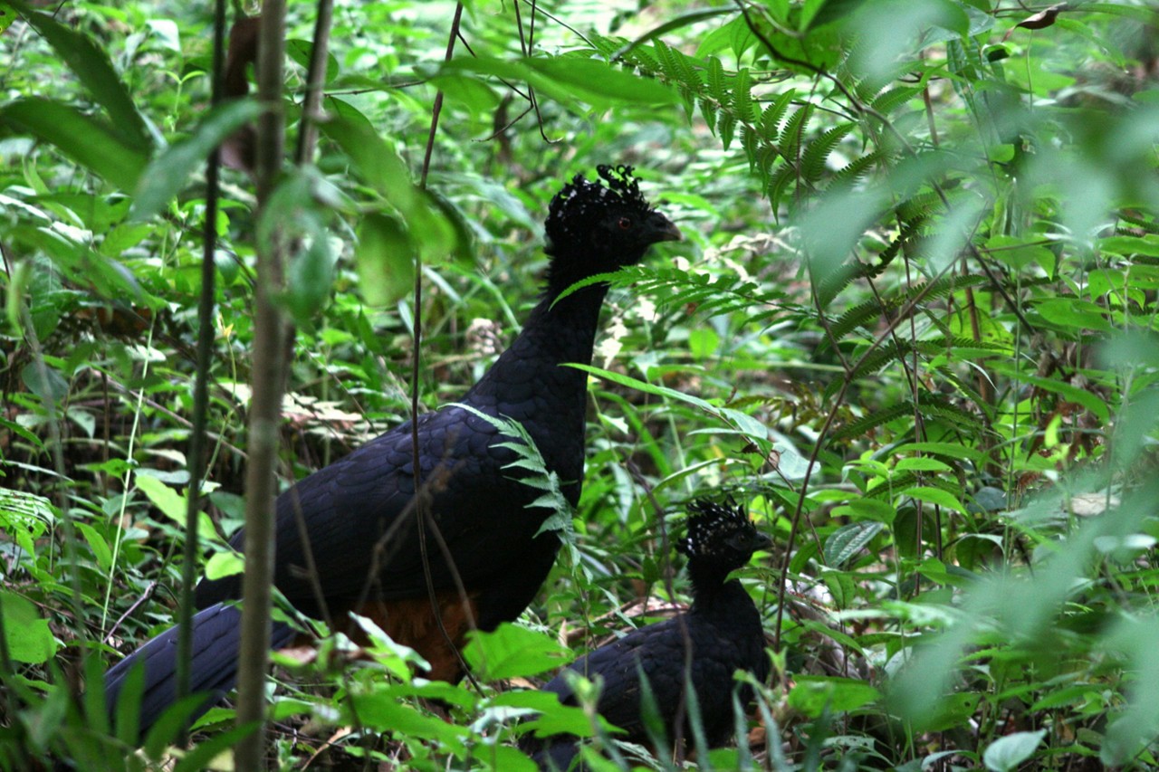 O mutum-do-bico-vermelho (Crax blumenbachii) voltou a habitar o Parque Estadual do Rio Doce, a maior área de Mata Atlântica em Minas Gerais