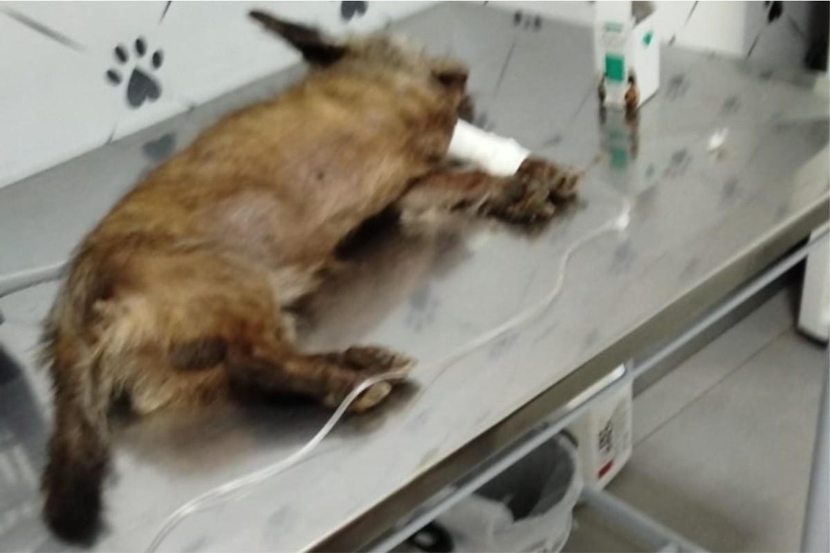Bidu morreu nessa quinta-feira (13 de março)