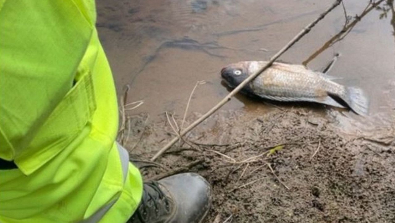 Peixes do Ribeirão do Carmo morreram após a contaminação