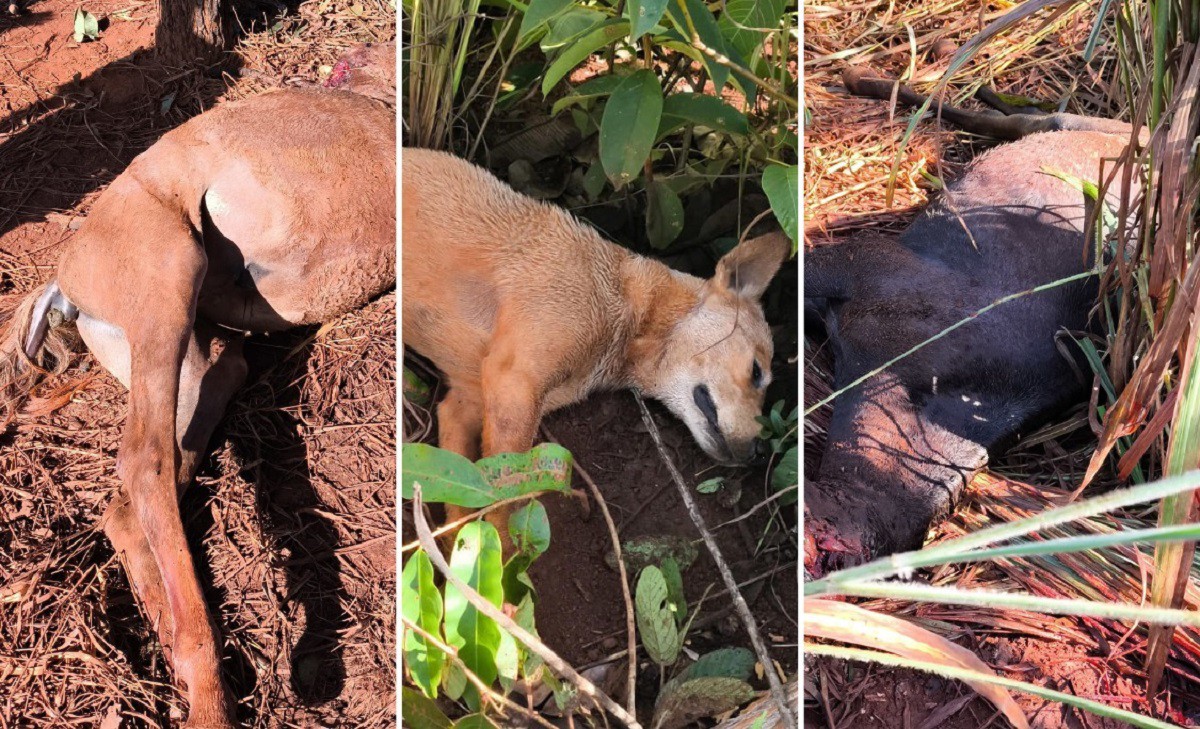 Animais foram enterrados por equipes da prefeitura 